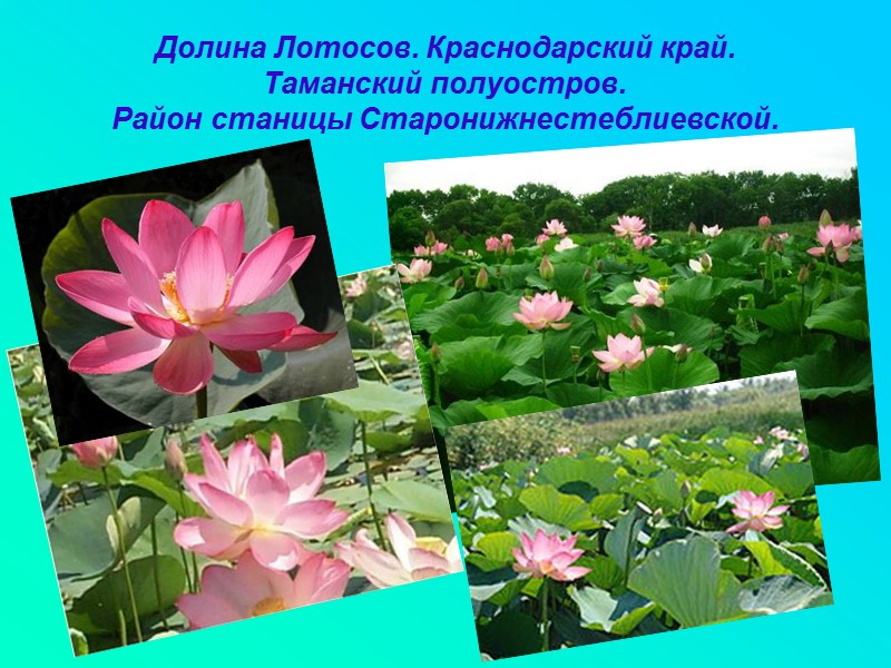 Долина Лотосов. Краснодарский край.  Таманский полуостров.  Район станицы Старонижнестеблиевской.